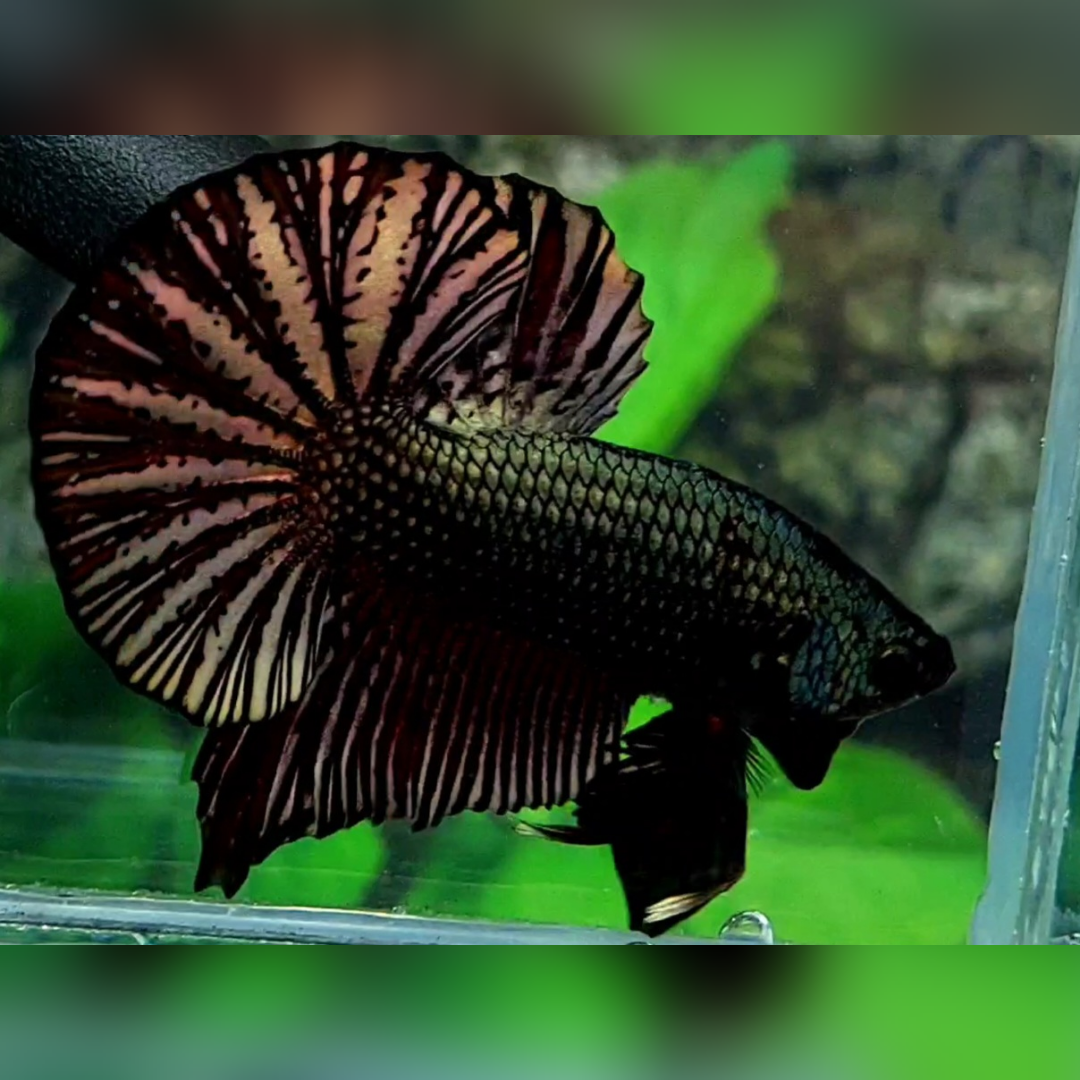 Black Green Copper Huge Startail Over HMPK Betta Fish Male