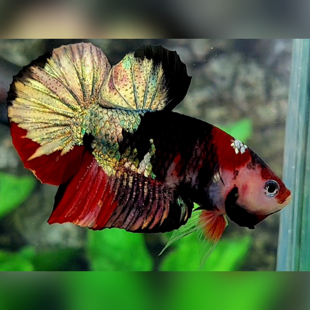 Red Koi Black Copper Gold HMPK Betta Fish Male #RKC