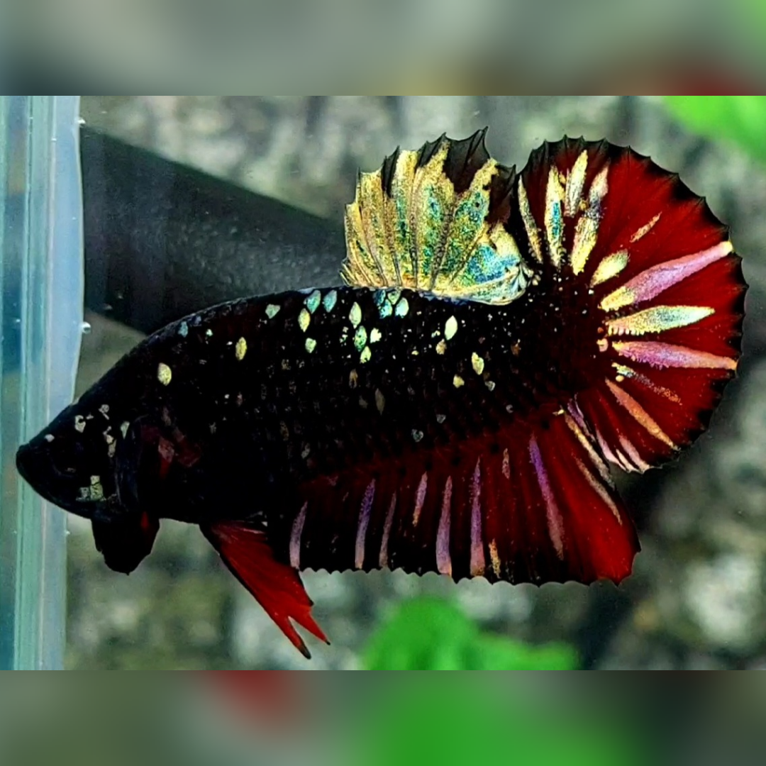 Avatar Nebula Copper Red Vampire HMPK Betta Fish Male
