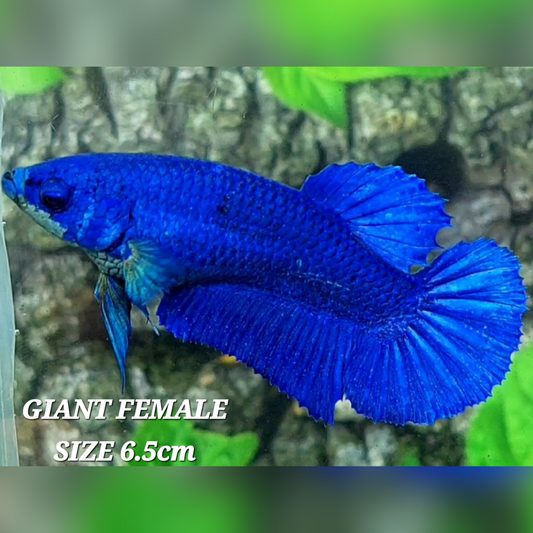 Solid Super Royal Blue JUMBO GIANT HMPK Betta Fish Female