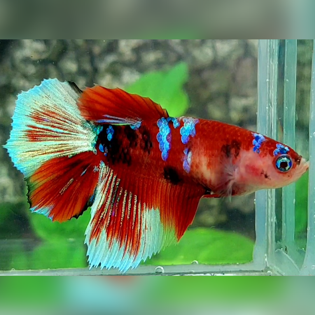 Red Koi Tiger Galaxy Halfmoon Betta Fish Female For Sorority / Breed