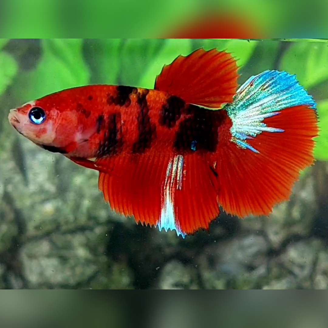 Red Tiger Koi Halfmoon Betta Fish Female For Sorority / Breed