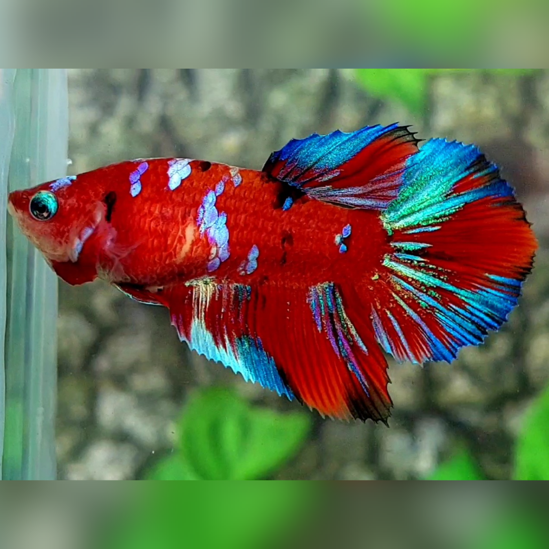 Multicolor Red Galaxy Halfmoon Betta Fish Female For Sorority / Breed