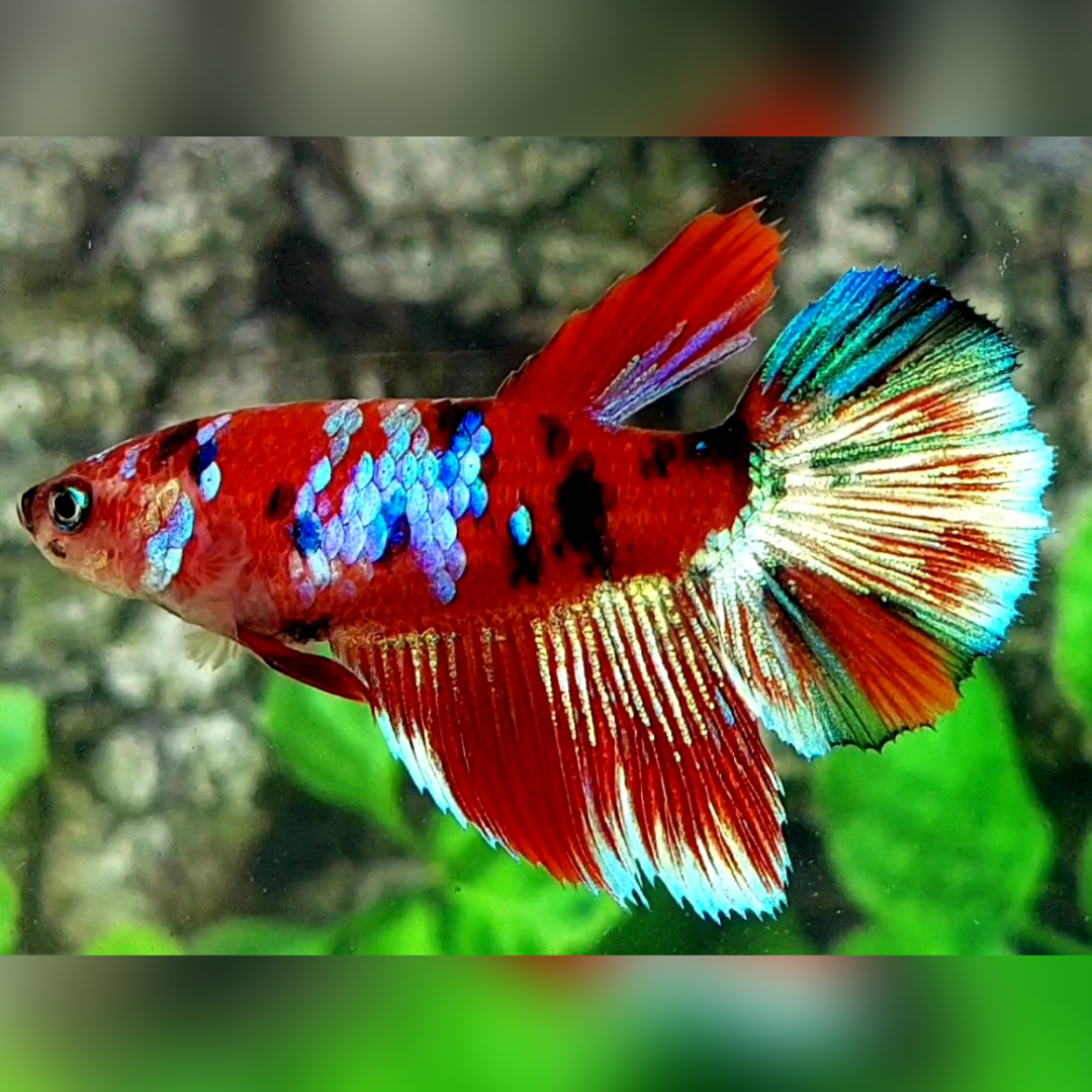 Red Koi Tiger Galaxy Halfmoon Betta Fish Female For Sorority / Breed