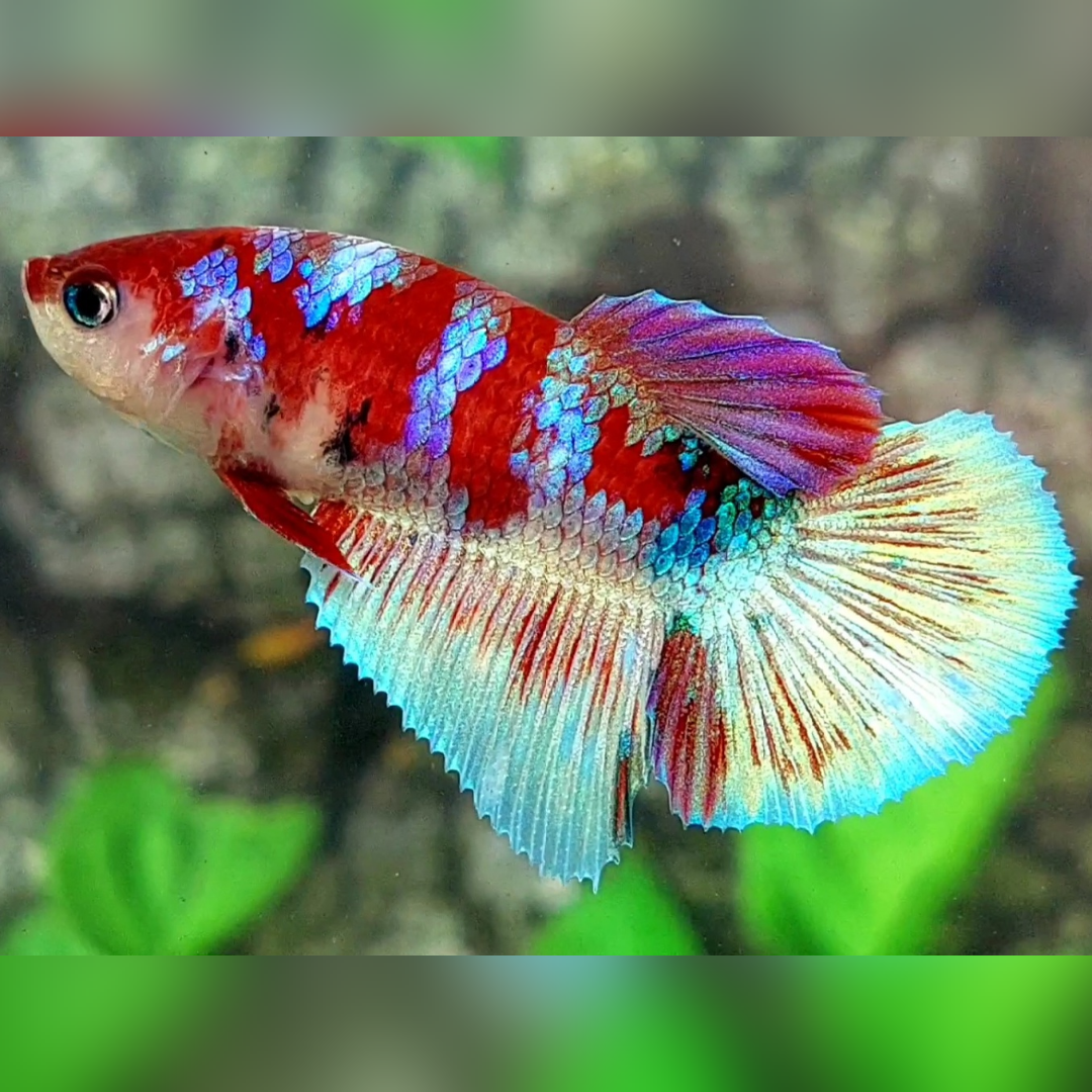 Red Barongsai Galaxy Halfmoon Betta Fish Female For Sorority / Breed