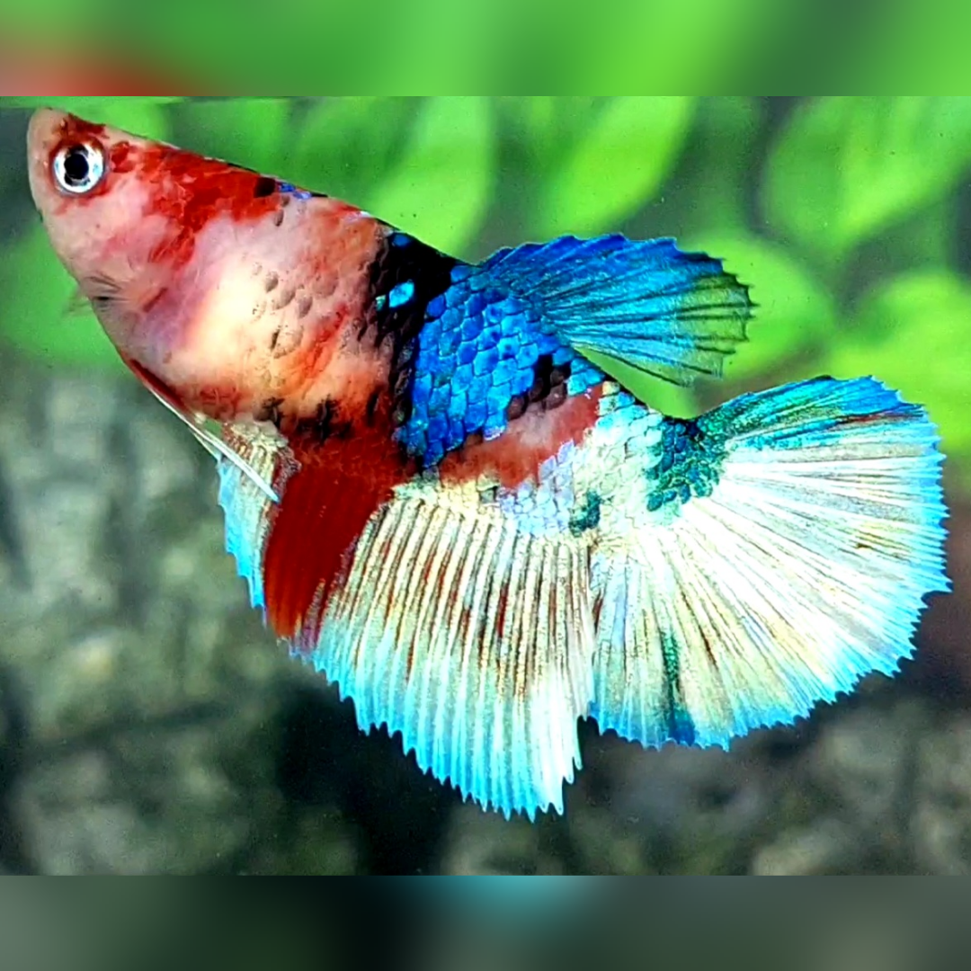 Koi Galaxy Halfmoon Betta Fish Female For Sorority / Breed