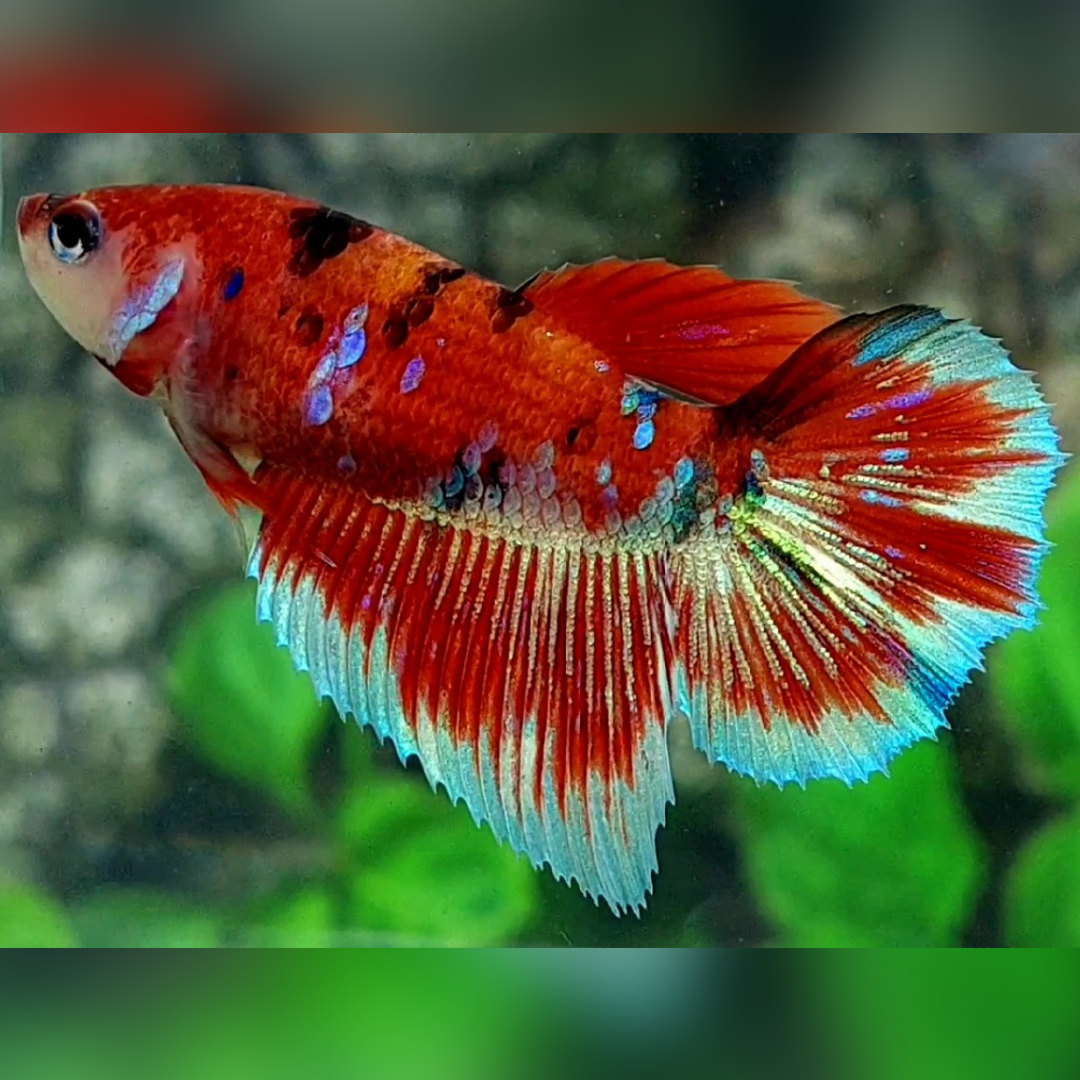 Red Koi Barongsai Galaxy Halfmoon Betta Fish Female For Sorority / Breed