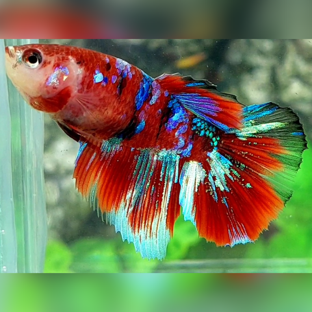 Multicolor Red Koi Galaxy Halfmoon Betta Fish Female For Sorority / Breed