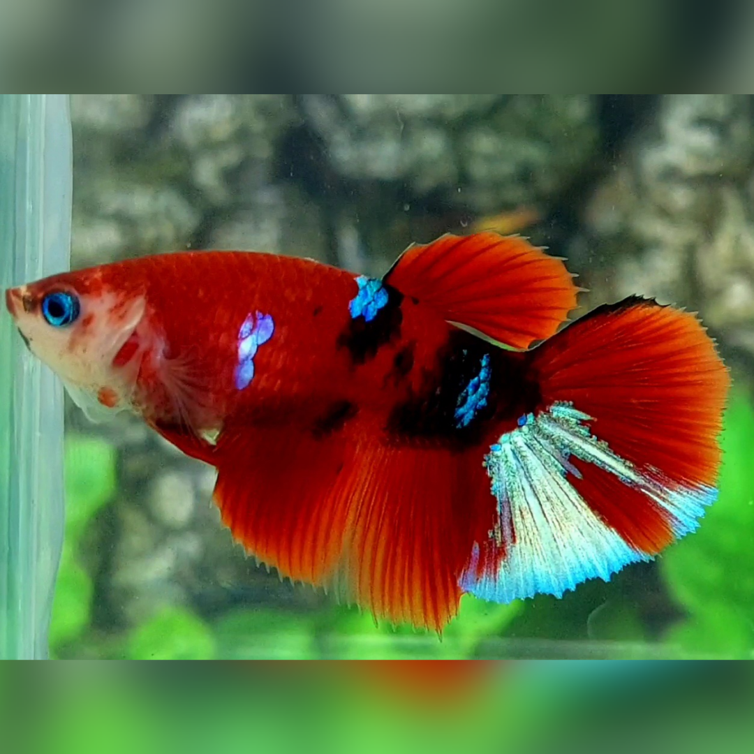 Red Koi Tiger Galaxy Halfmoon Betta Fish Female For Sorority / Breed