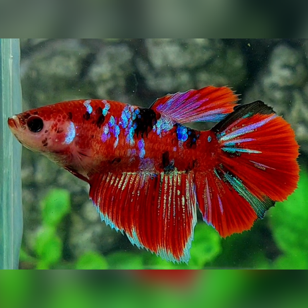 Red Koi Tiger Galaxy Halfmoon Betta Fish Female For Sorority / Breed