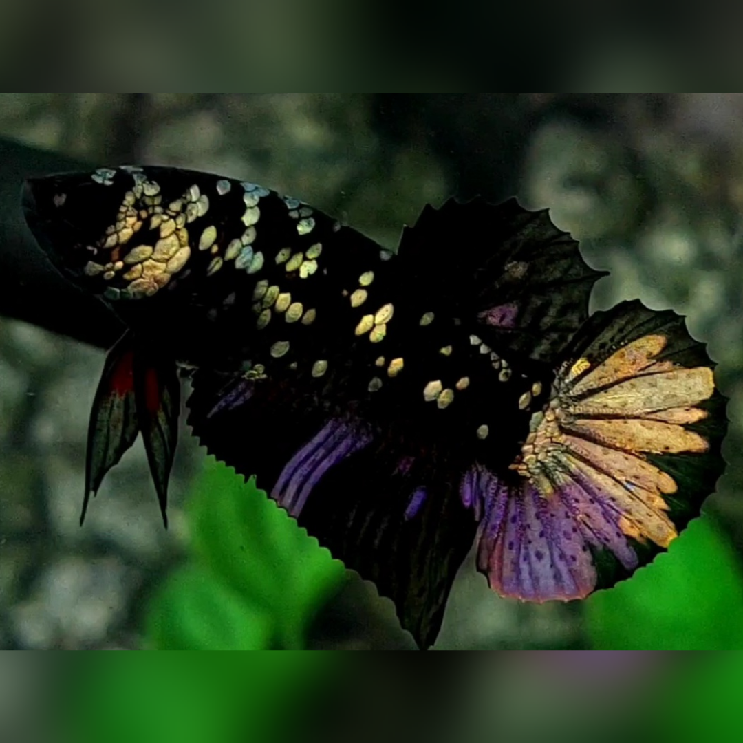 Avatar Blackstar Copper Purple Gold HMPK Betta Fish Male