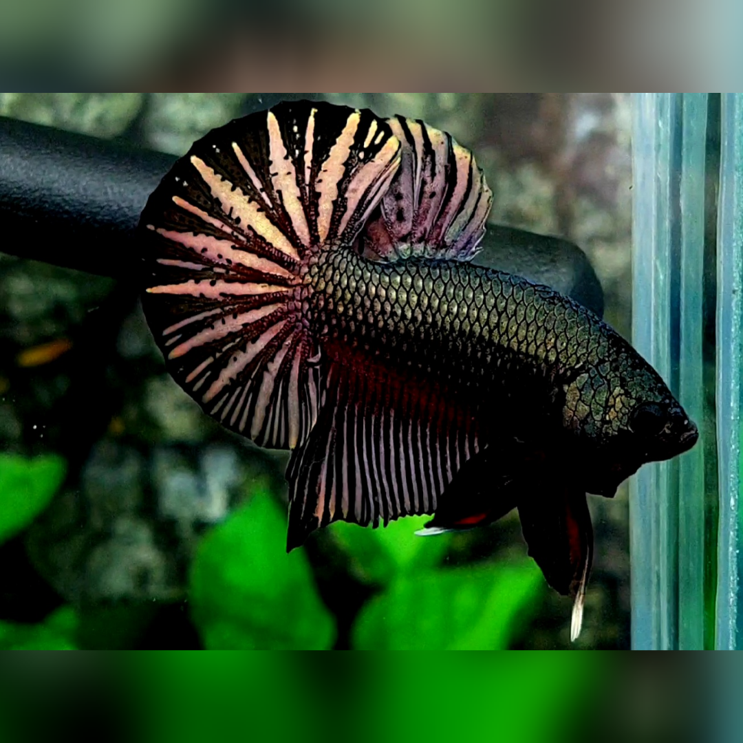 Black Copper Green Gold Huge Startail Over HMPK Betta Fish Male