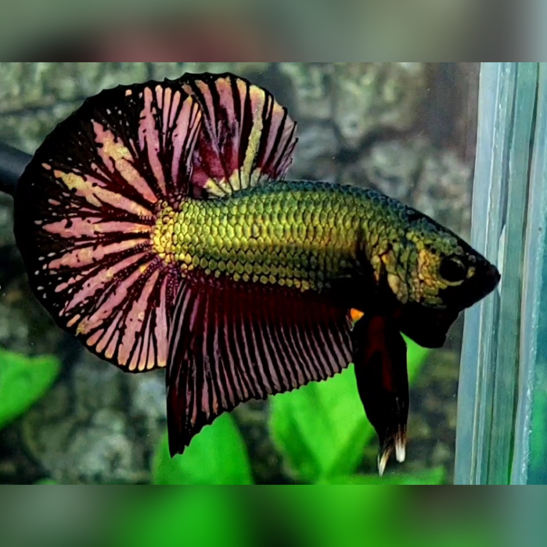 Black Copper Green Gold Huge Tail Over HMPK Betta Fish Male