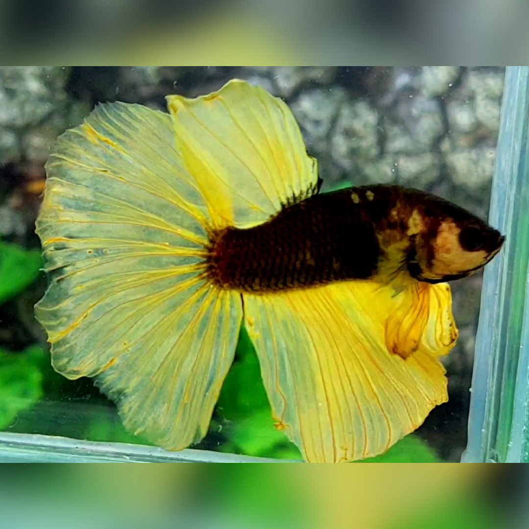 Yellow Black Bumble Bee Halfmoon Betta Fish Male