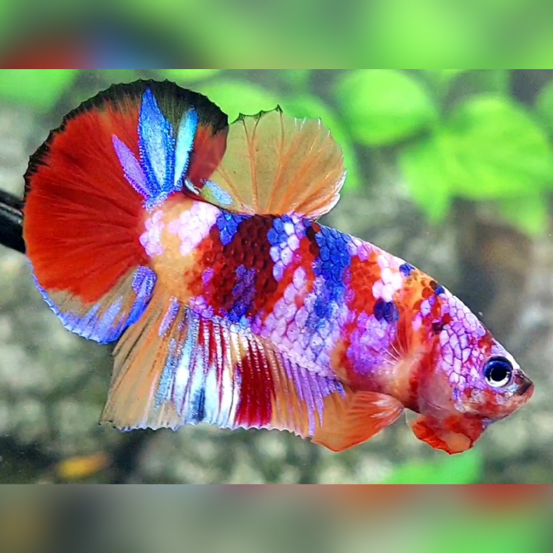 Multicolor Candy Galaxy HMPK Betta Fish Male