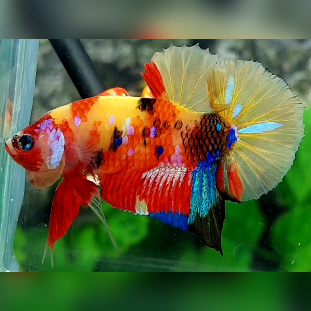 Multicolor Yellowbase Candy Galaxy HMPK Betta Fish Male