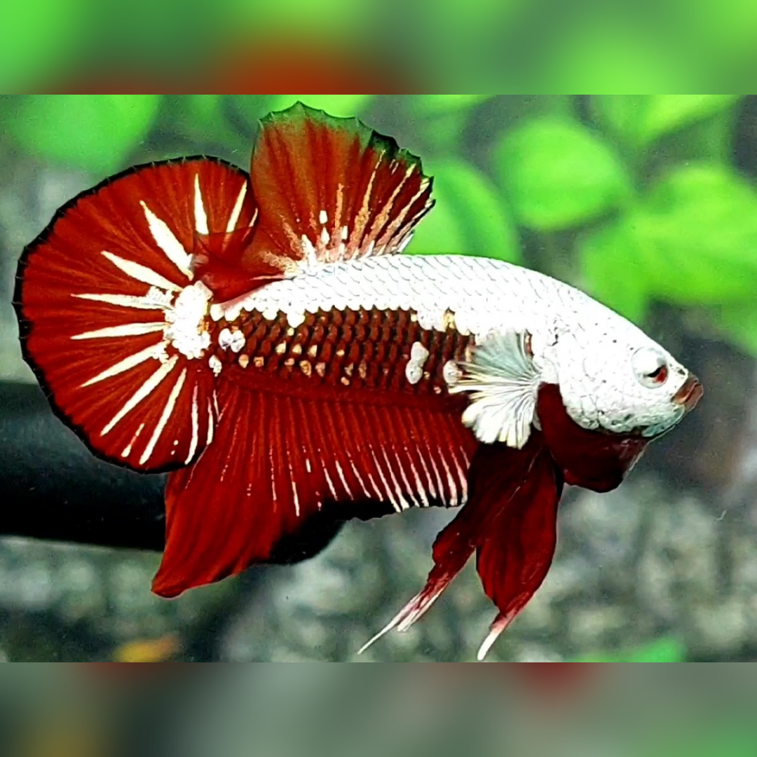 Red Samurai Over HMPK Male #na