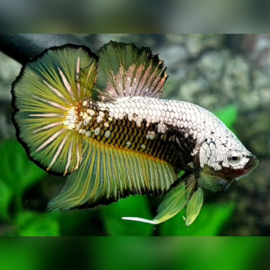 Yellow Samurai Pineapple Over HMPK Betta Fish Male