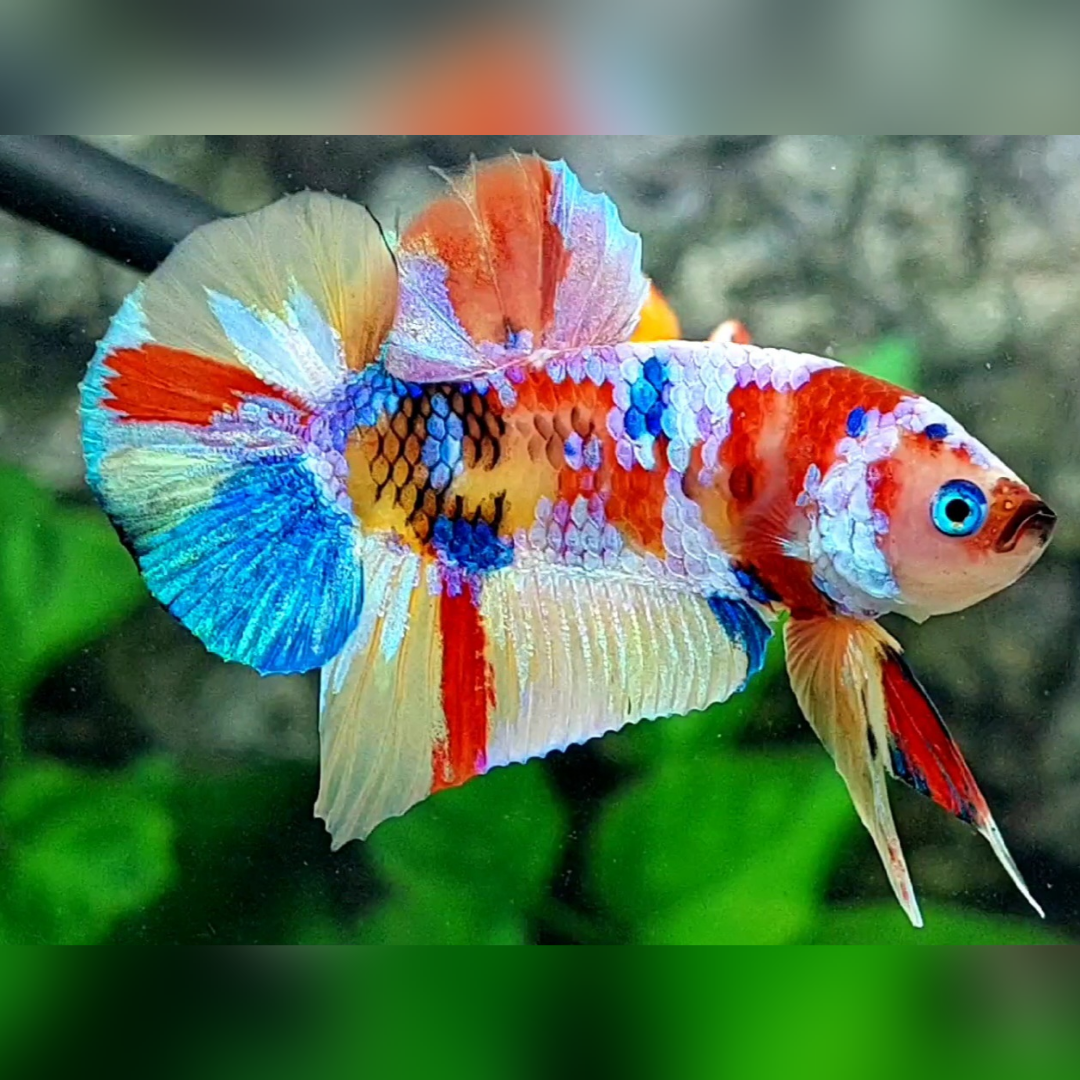 Blue Eyes Multicolor Yellowbase Candy Galaxy HMPK Male #na