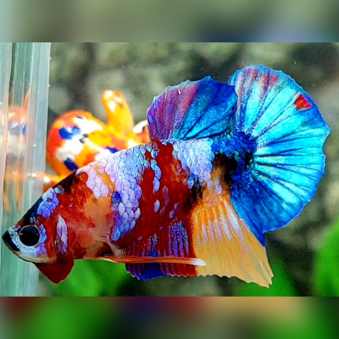 Multicolor Galaxy HMPK Betta Fish Male