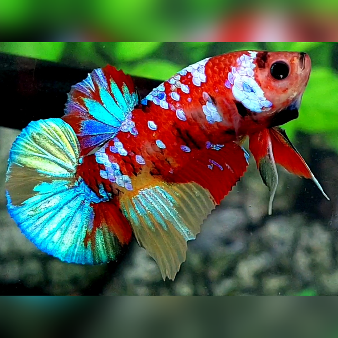 Multicolor Red Galaxy HMPK Betta Fish Male