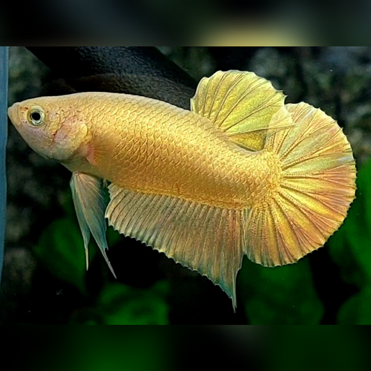 Solid Super Gold 24K HMPK Male #na