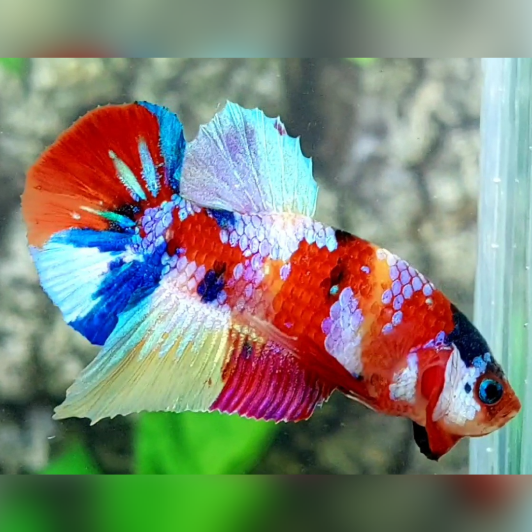 Multicolor Candy Galaxy HMPK Betta Fish Male