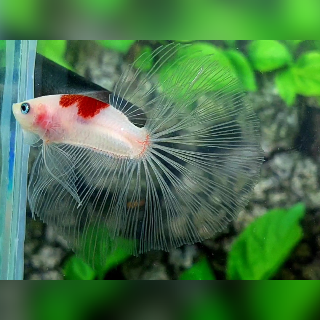 Red Tancho Koi Halfmoon Betta Fish Male