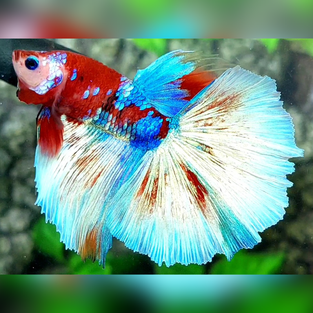 Multicolor Red Barongsai Galaxy Monkey Face Halfmoon Betta Fish Male