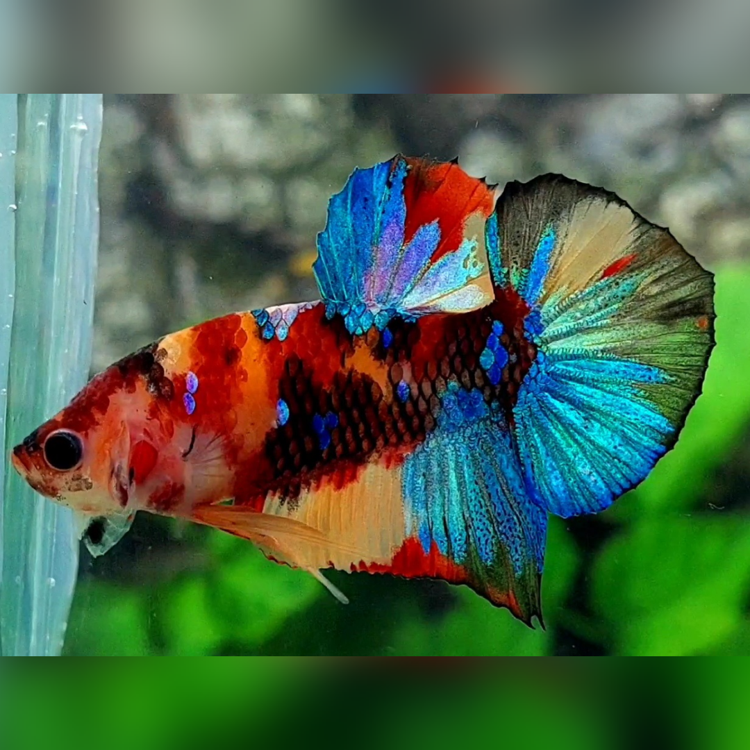 Multicolor Galaxy HMPK Betta Fish Male