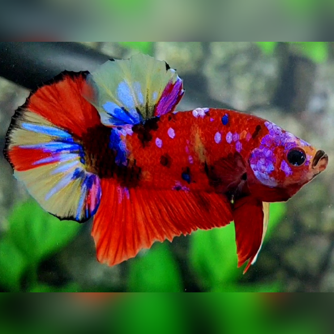 Multicolor Red Galaxy HMPK Betta Fish Male
