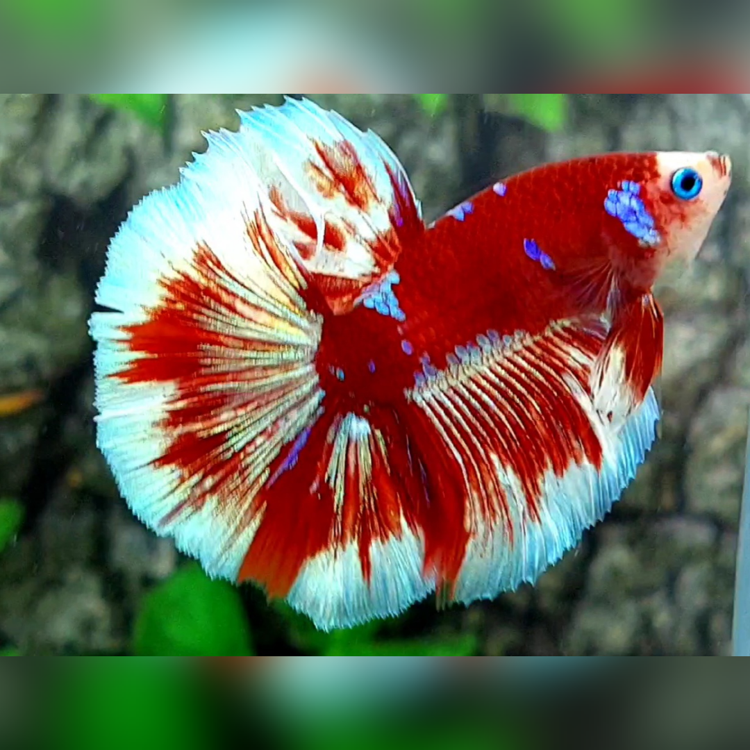 Blue Eyes Red Barongsai Galaxy Monkey Face Halfmoon Male #na