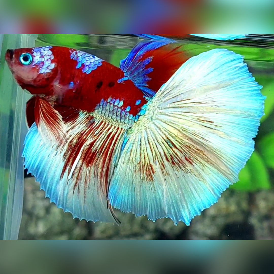 Red Barongsai Galaxy Halfmoon Betta Fish Male