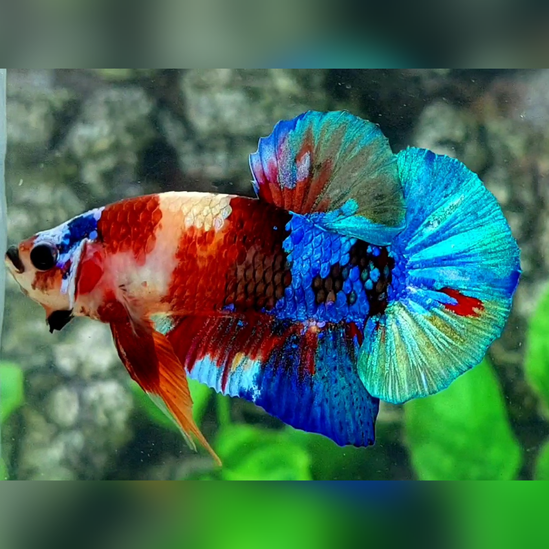 Multicolor Galaxy HMPK Betta Fish Male