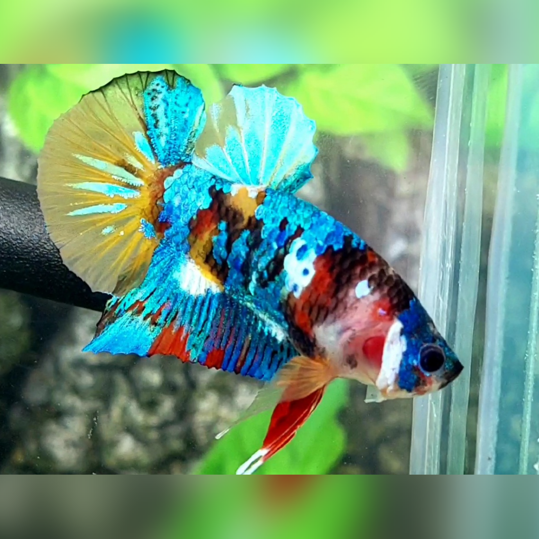 Multicolor Galaxy HMPK Betta Fish Male
