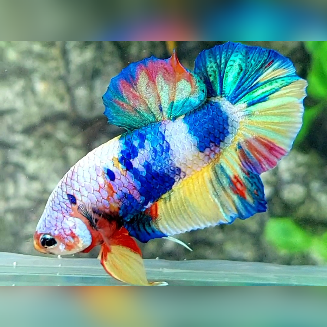 Multicolor HMPK Betta Fish Male