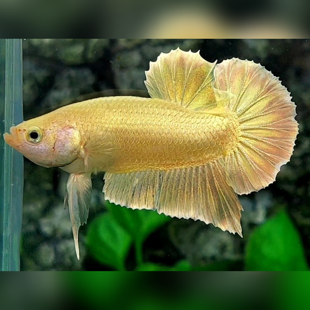 Solid Super Gold 24K HMPK Betta Fish Male