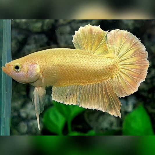 Solid Super Gold 24K HMPK Betta Fish Male