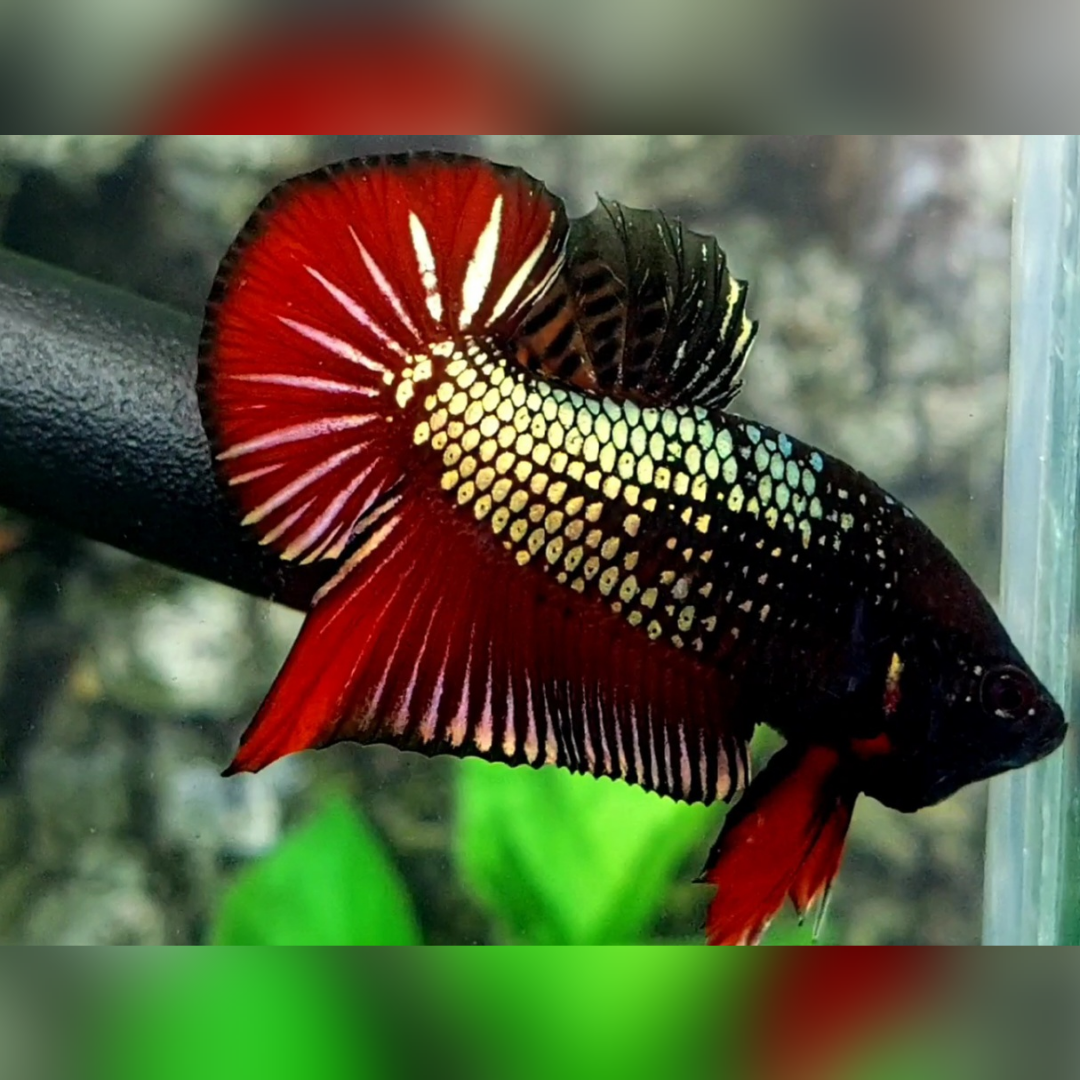 Red Copper Gold HMPK Betta Fish Male