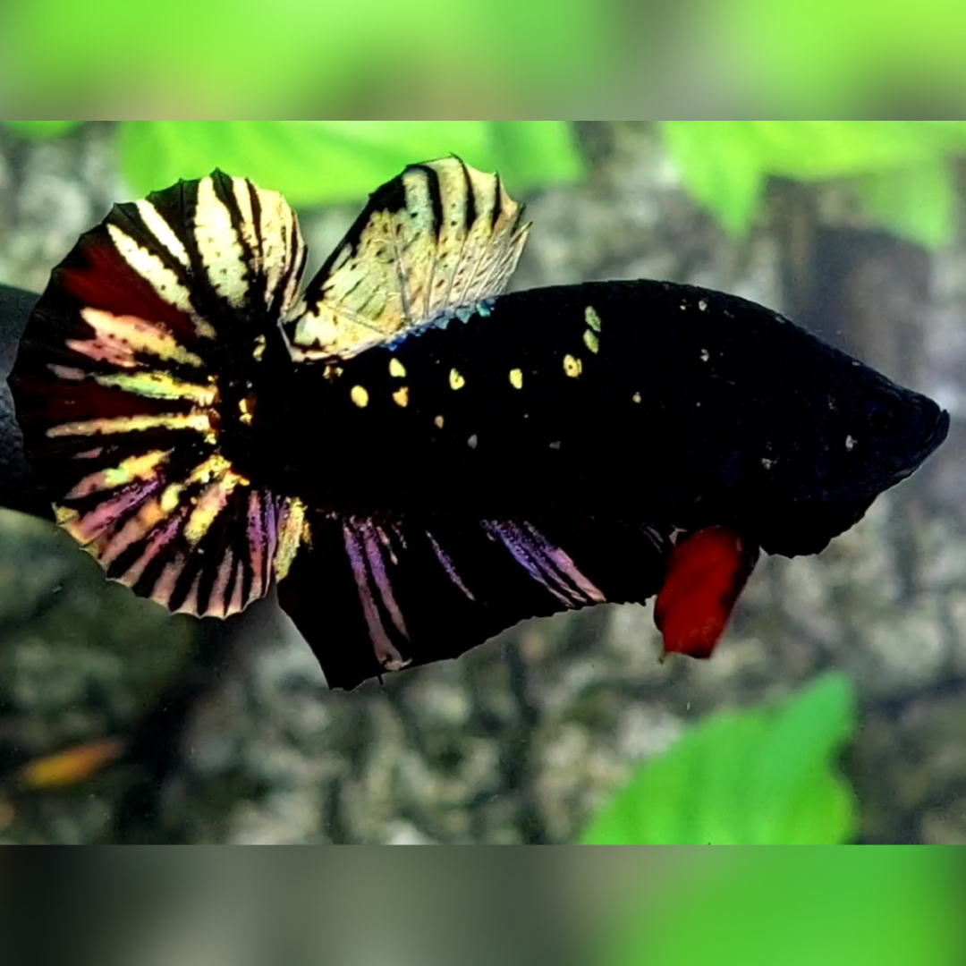 Blackstar Avatar Copper Gold HMPK Betta Fish Male