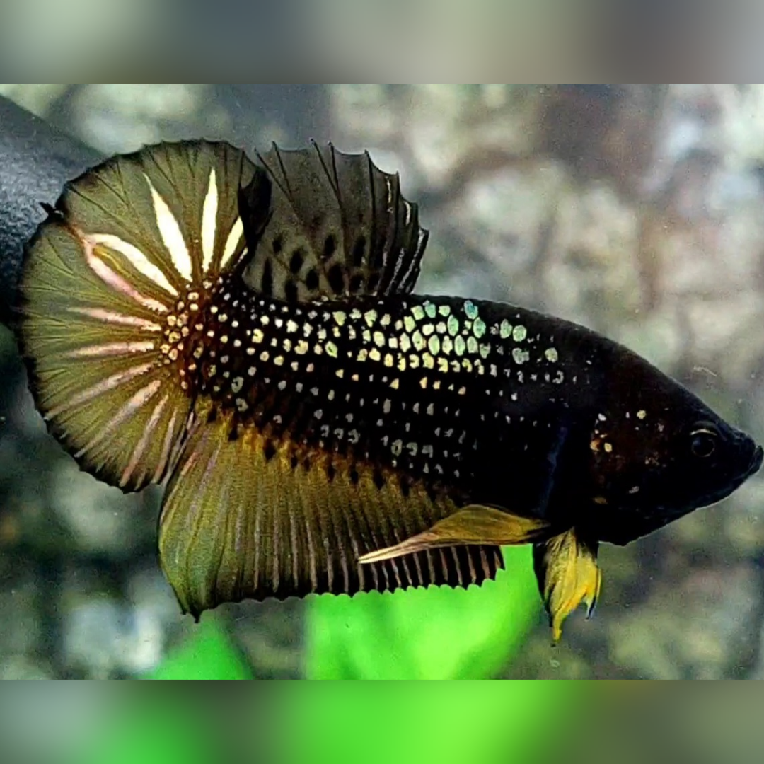 Yellow Copper Gold HMPK Betta Fish Male #cs
