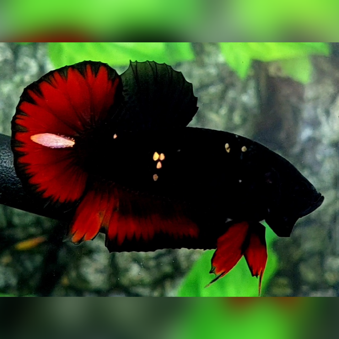 Black Light Red Vampire HMPK Betta Fish Male