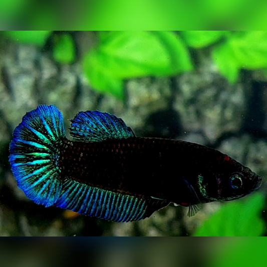 Turquoise Blue Black Light HMPK Betta Fish Female For Sorority / Breed