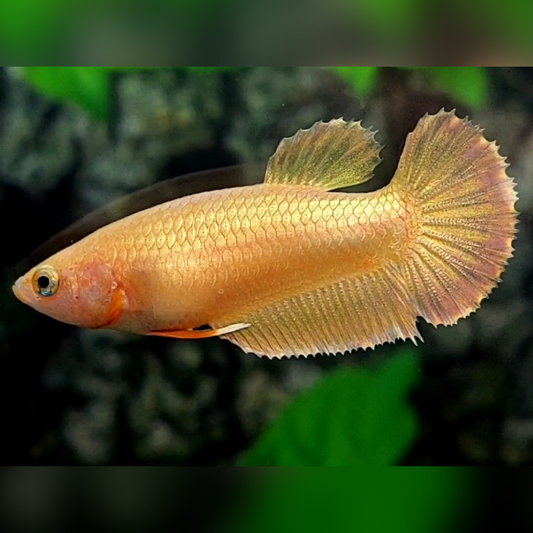 Solid Super Gold 24K HMPK Betta Fish Female For Sorority / Breed