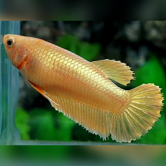 Solid Super Gold 24K HMPK Betta Fish Female For Sorority / Breed