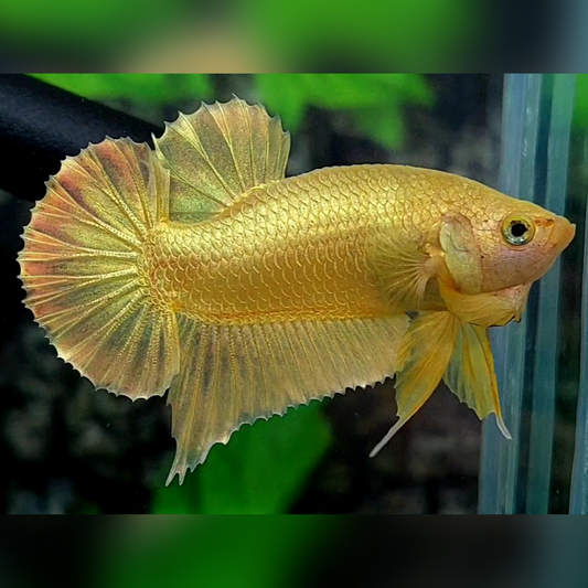 Solid Super Gold 24K HMPK Betta Fish Male
