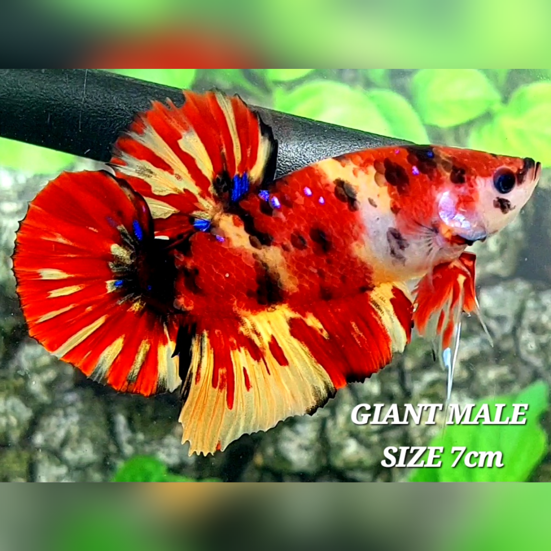 Leopard Tiger Koi JUMBO GIANT HMPK Betta Fish Male