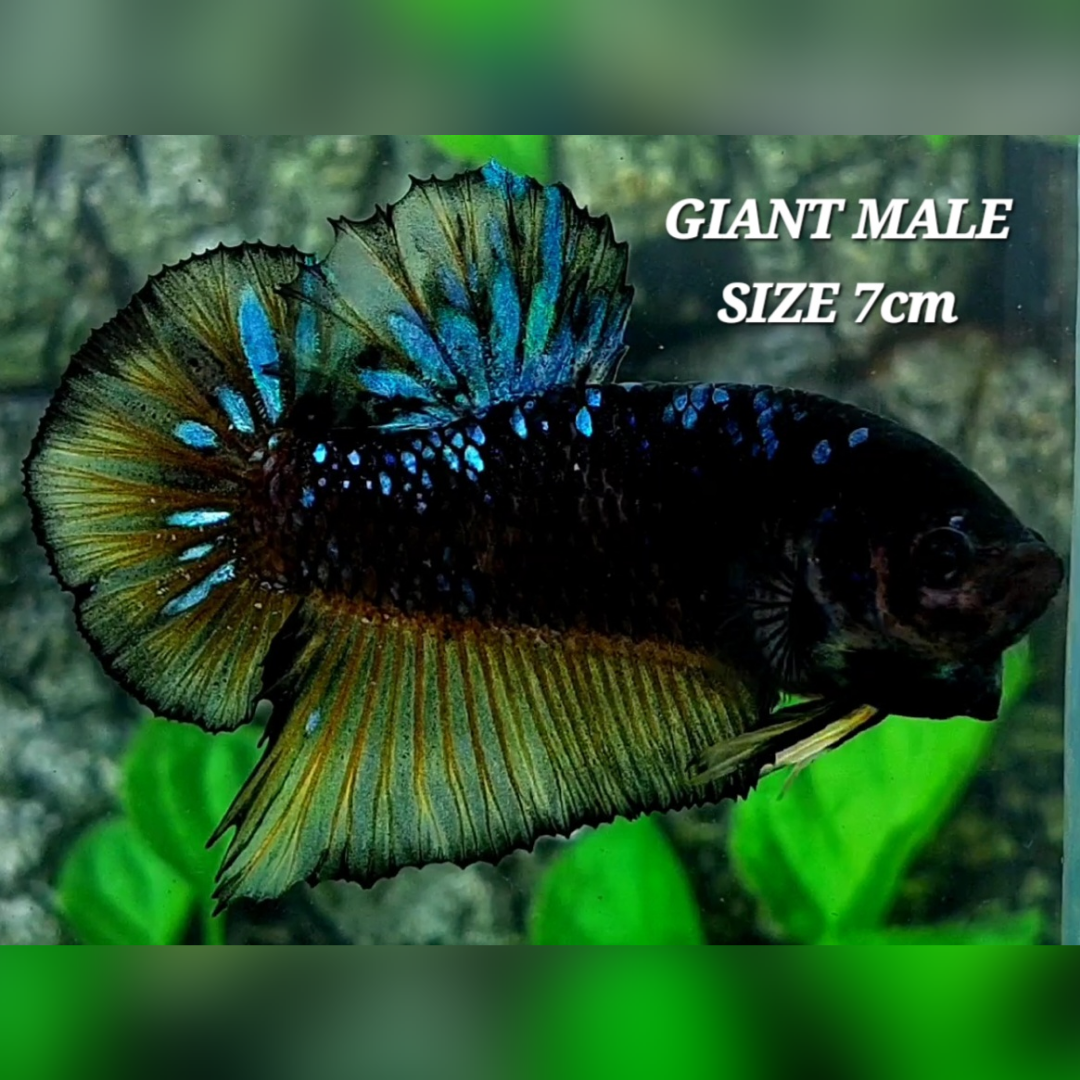 Avatar Yellow Grey JUMBO GIANT HMPK Betta Fish Male