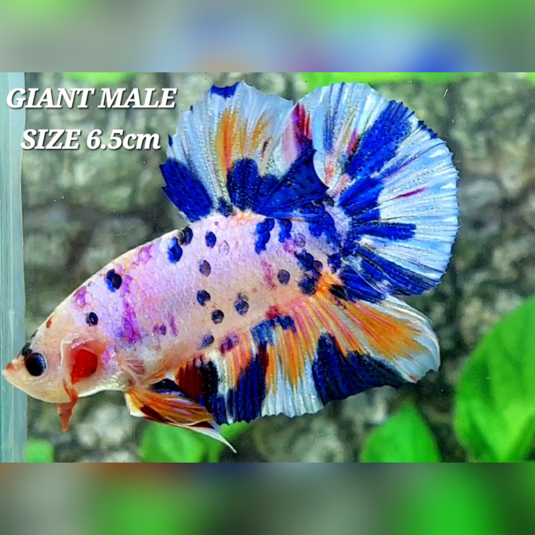 Multicolor Candy JUMBO GIANT HMPK Betta Fish Male