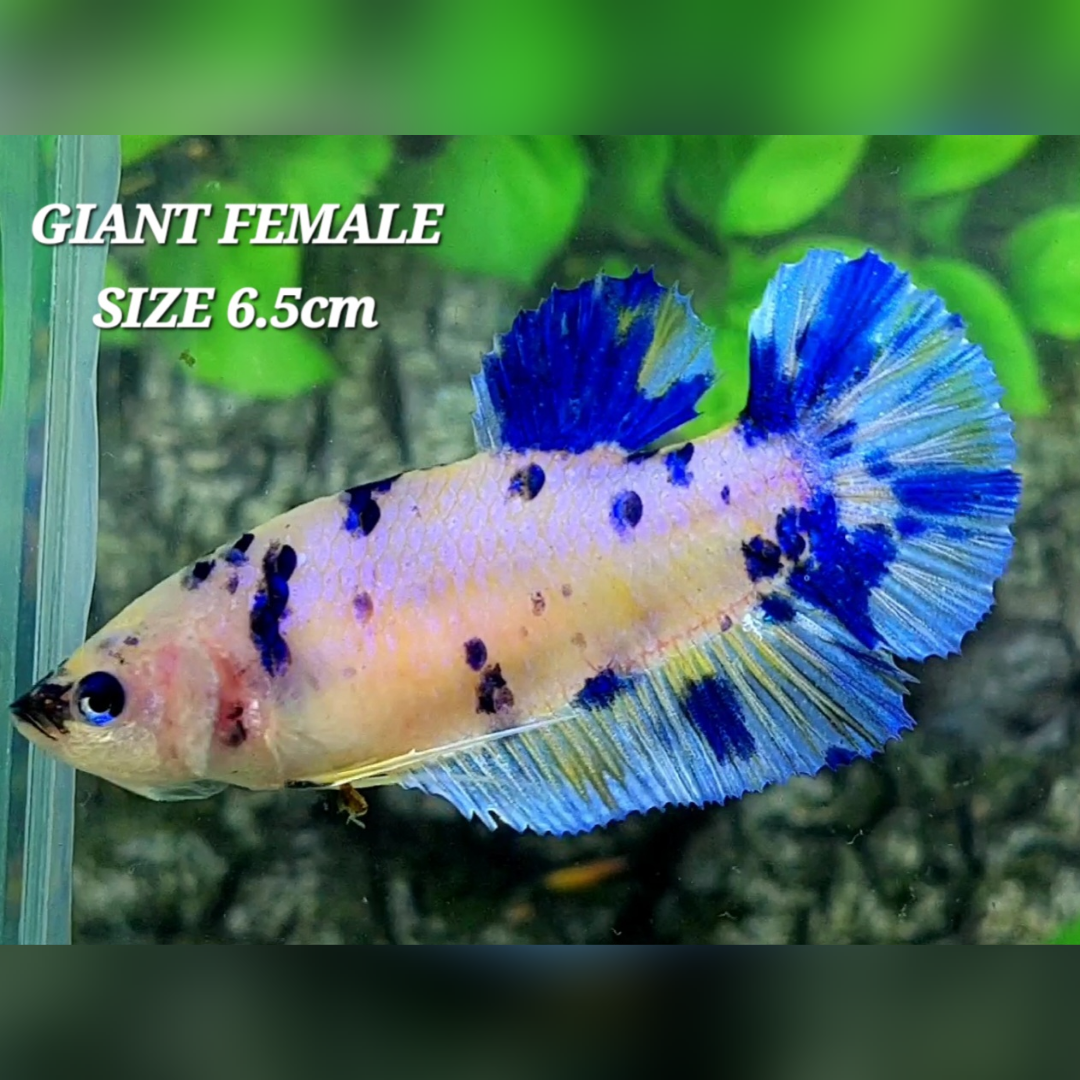 Marble Dalmation JUMBO GIANT HMPK Betta Fish Female
